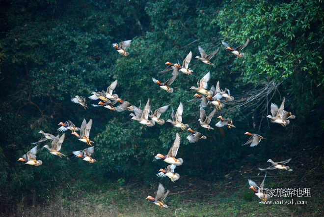 進(jìn)入初冬，大批野生鴛鴦陸續(xù)飛抵江西婺源縣賦春鎮(zhèn)鴛鴦湖越冬，小精靈們在湖面上或相互依偎、卿卿我我；或隨波逐流、嬉戲打鬧，悠閑自在生活在青山綠水之間，優(yōu)良的水域和豐富的湖畔闊葉林，為鴛鴦過冬提供良好生存環(huán)境，婺源鴛鴦湖已成為亞洲最大的野生鴛鴦越冬棲息地。（攝于12月4日下午）