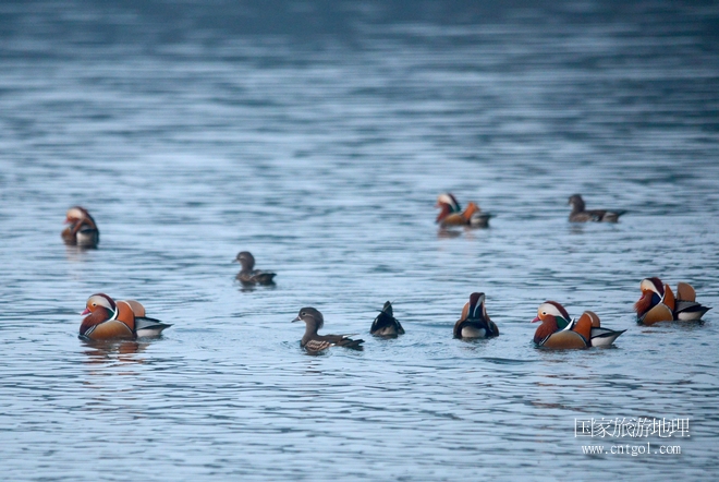 進(jìn)入初冬，大批野生鴛鴦陸續(xù)飛抵江西婺源縣賦春鎮(zhèn)鴛鴦湖越冬，小精靈們在湖面上或相互依偎、卿卿我我；或隨波逐流、嬉戲打鬧，悠閑自在生活在青山綠水之間，優(yōu)良的水域和豐富的湖畔闊葉林，為鴛鴦過冬提供良好生存環(huán)境，婺源鴛鴦湖已成為亞洲最大的野生鴛鴦越冬棲息地。（攝于12月4日下午）
