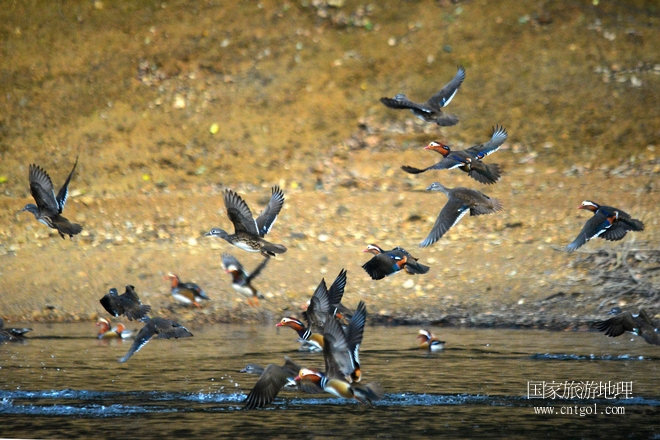 進(jìn)入初冬，大批野生鴛鴦陸續(xù)飛抵江西婺源縣賦春鎮(zhèn)鴛鴦湖越冬，小精靈們在湖面上或相互依偎、卿卿我我；或隨波逐流、嬉戲打鬧，悠閑自在生活在青山綠水之間，優(yōu)良的水域和豐富的湖畔闊葉林，為鴛鴦過冬提供良好生存環(huán)境，婺源鴛鴦湖已成為亞洲最大的野生鴛鴦越冬棲息地。（攝于12月4日下午）